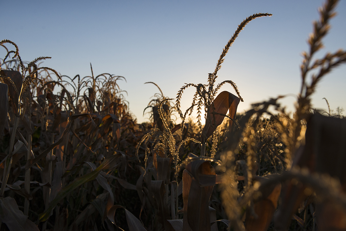 Sustainability has become a major point of interest in the agriculture community. This has in part been from the development of new technologies and the changing economics of farming, but consumer demand for cleaner food and industry also have been a major driving force.